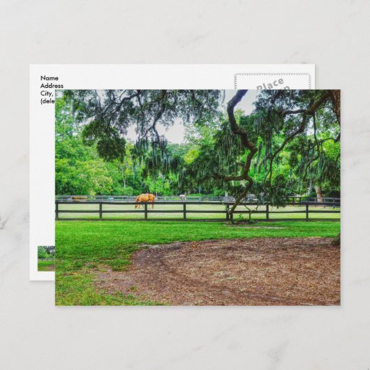 Boone Hall Stables Briefkaart (Voorkant / Achterkant)