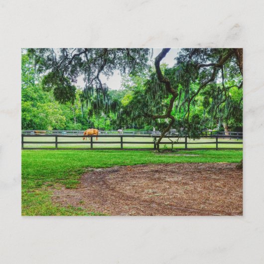 Boone Hall Stables Briefkaart (Voorkant)