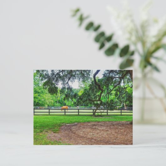 Boone Hall Stables Briefkaart (Staand voorkant)