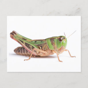 Boopie Grasshopper close-up foto Briefkaart