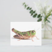 Boopie Grasshopper close-up foto Briefkaart (Staand voorkant)