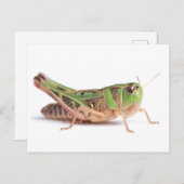 Boopie Grasshopper close-up foto Briefkaart (Voorkant / Achterkant)