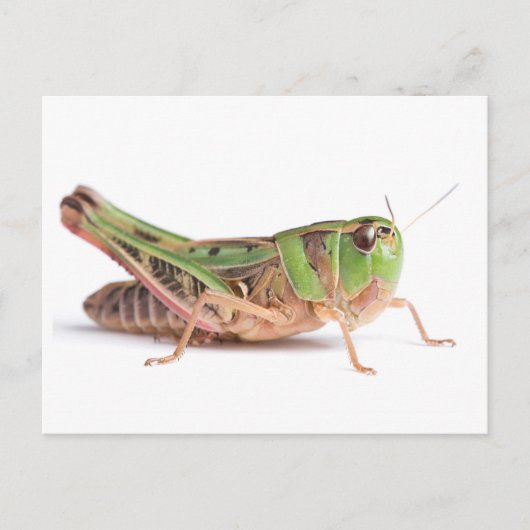 Boopie Grasshopper close-up foto Briefkaart (Voorkant)