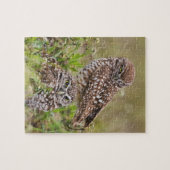 Boorboei, Athene cunicularia, Kaapkoraal; Legpuzzel (Horizontaal)