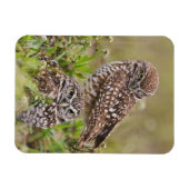 Boorboei, Athene cunicularia, Kaapkoraal; Magneet (Horizontaal)