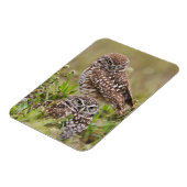 Boorboei, Athene cunicularia, Kaapkoraal; Magneet (Linkerzijde)