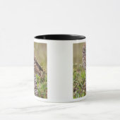 Boorboei, Athene cunicularia, Kaapkoraal; Mok (Midden)