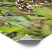 Boorboei, Athene cunicularia, Kaapkoraal; Poster (Hoek)