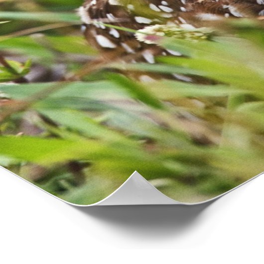 Boorboei, Athene cunicularia, Kaapkoraal; Poster (Hoek)