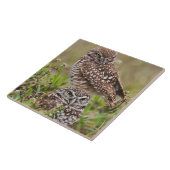 Boorboei, Athene cunicularia, Kaapkoraal; Tegeltje (Zijkant)