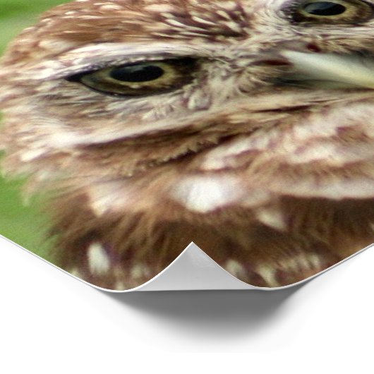 Boorende boomkor #2 poster (Hoek)