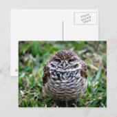 Boorende boomkor. Briefkaart (Voorkant / Achterkant)