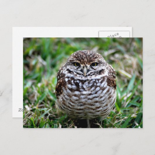 Boorende boomkor. Briefkaart (Voorkant / Achterkant)