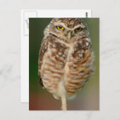 Boorende boomkor op één been briefkaart (Voorkant / Achterkant)