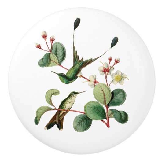 Boost Racket Tail Hummingbird Keramische Knop (Voorkant)