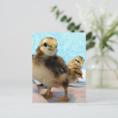 Boots and Friends, Chicks Briefkaart (Staand voorkant)