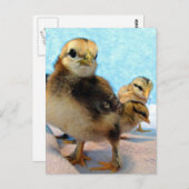 Boots and Friends, Chicks Briefkaart (Voorkant / Achterkant)