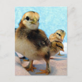 Boots and Friends, Chicks Briefkaart (Voorkant)