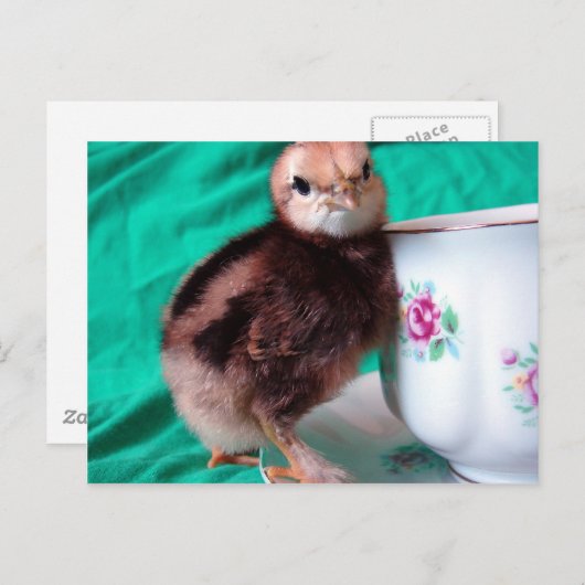 Boots Briefkaart (Voorkant / Achterkant)