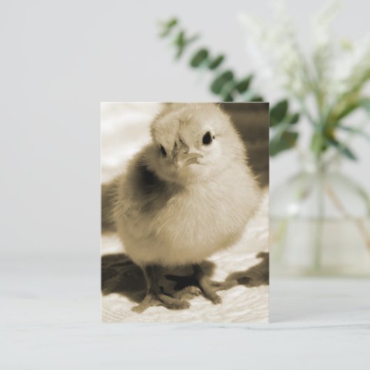 Boot's Chick Briefkaart (Staand voorkant)