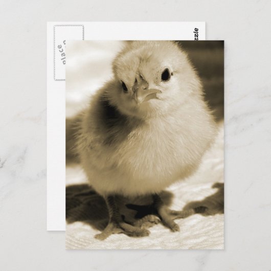 Boot's Chick Briefkaart (Voorkant / Achterkant)