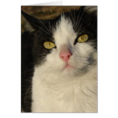 Boots de Kitten (Voorkant)