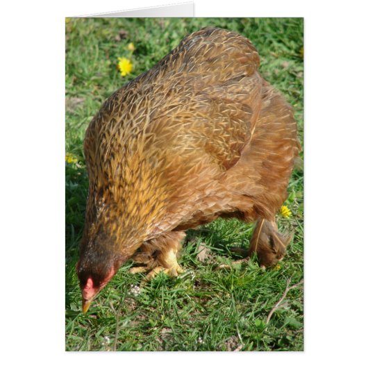 Boots the Hen (Voorkant)