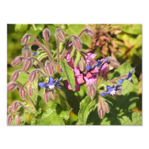 Borage (Borago officinalis) Foto Afdruk