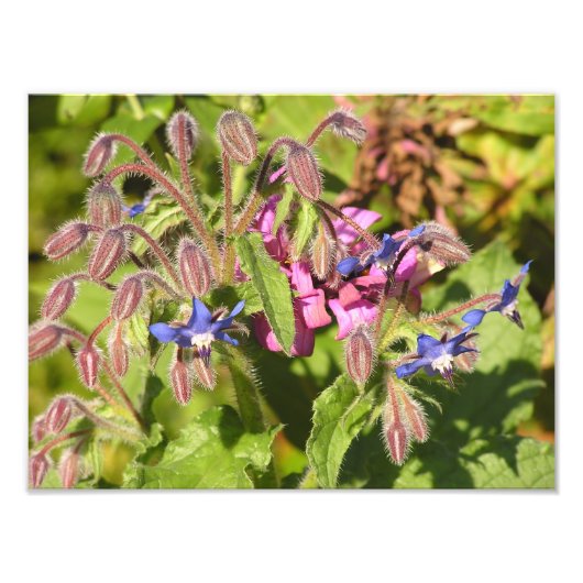 Borage (Borago officinalis) Foto Afdruk (Voorkant)