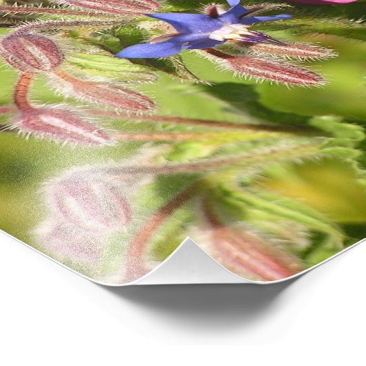 Borage (Borago officinalis) Foto Afdruk (Hoek)