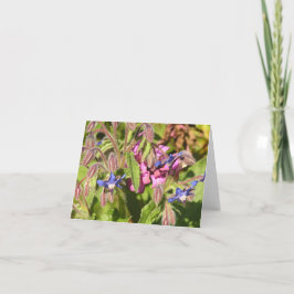 Borage (Borago officinalis) kaart