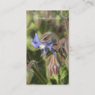 Borago officinalis blauwe bloem close-up visitekaartje