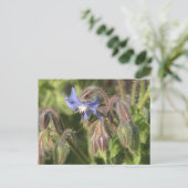 Borago officinalis bloemen briefkaart (Staand voorkant)