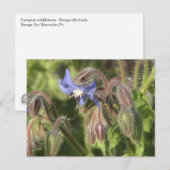 Borago officinalis bloemen briefkaart (Voorkant / Achterkant)