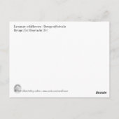 Borago officinalis bloemen briefkaart (Achterkant)