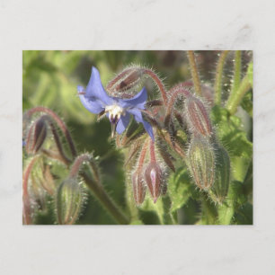 Borago officinalis bloemen briefkaart