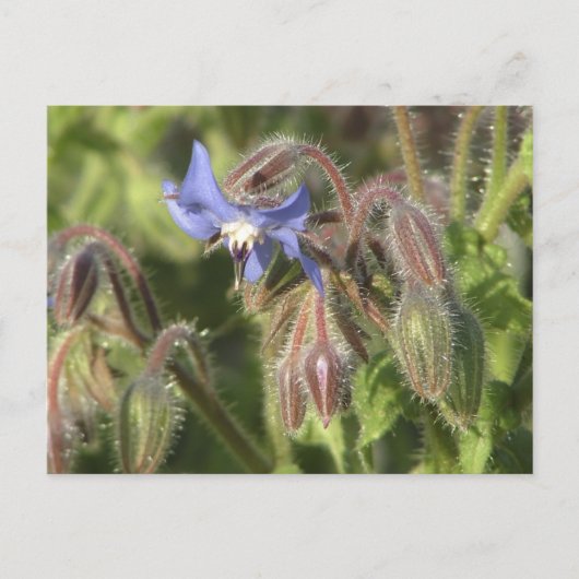 Borago officinalis bloemen briefkaart (Voorkant)