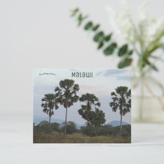 Borassus Aethiopum Palm in het Mvuu Camp in Malawi Briefkaart