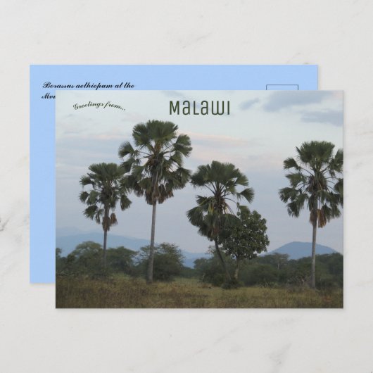 Borassus Aethiopum Palm in het Mvuu Camp in Malawi Briefkaart (Voorkant / Achterkant)