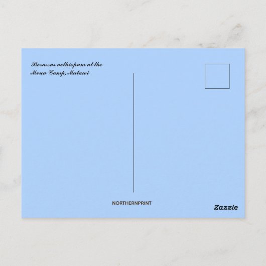 Borassus Aethiopum Palm in het Mvuu Camp in Malawi Briefkaart (Achterkant)