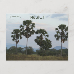 Borassus Aethiopum Palm in het Mvuu Camp in Malawi Briefkaart