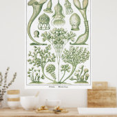 Bord 03 Ciliata. Poster (Keuken)