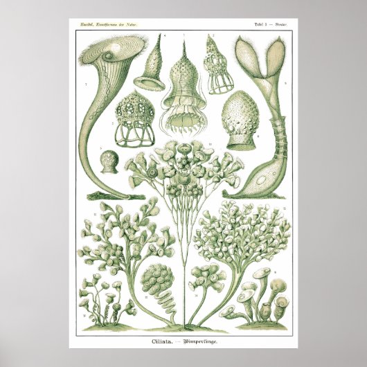 Bord 03 Ciliata. Poster (Voorkant)