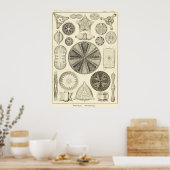 Bord 04 Diatomea Poster (Keuken)