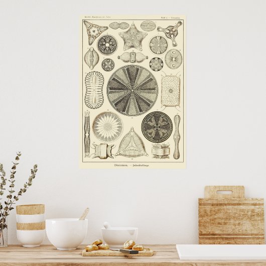 Bord 04 Diatomea Poster (Keuken)