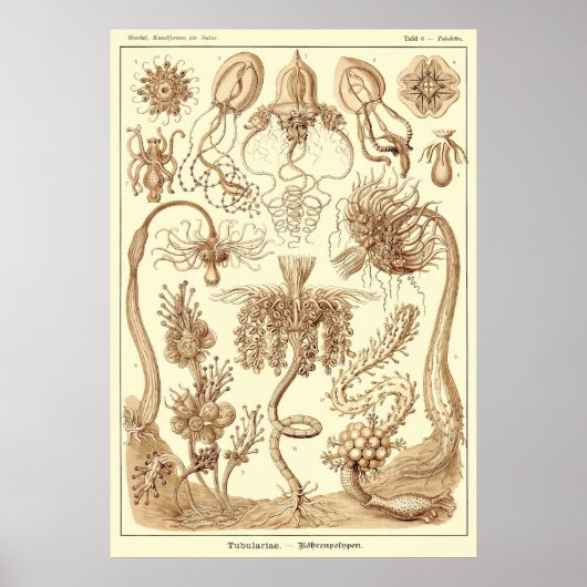 Bord 06 Tubulariae Poster (Voorkant)