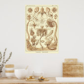 Bord 06 Tubulariae Poster (Keuken)