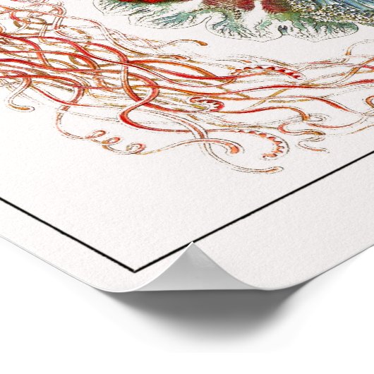 Bord 08. Discomedusae. Poster (Hoek)