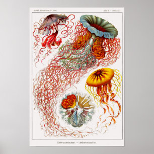 Bord 08. Discomedusae. Poster