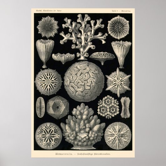 Bord 09 Hexacoralla Poster (Voorkant)